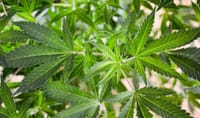 Republican legislators introduce medical marijuana legislation post image