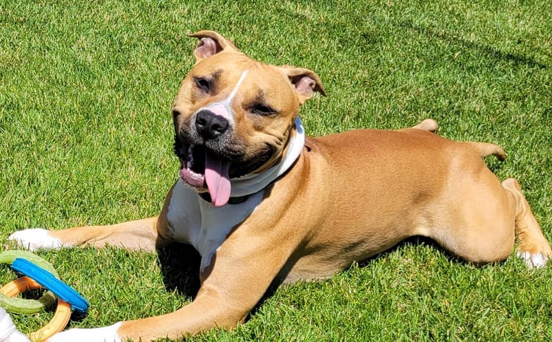 Wisconsin going to the dogs as summer slams us worse than ever post image